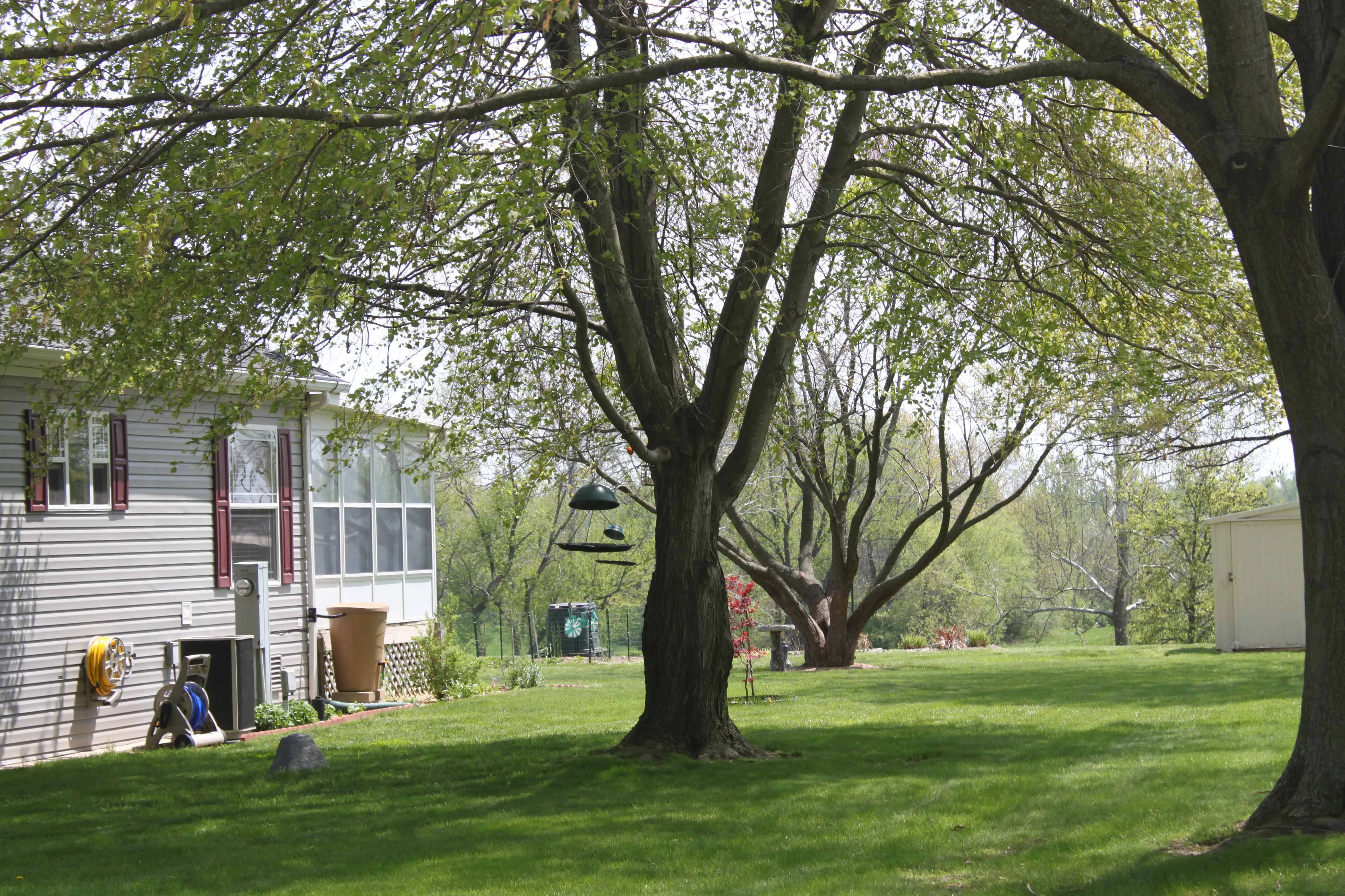 Green backyard
